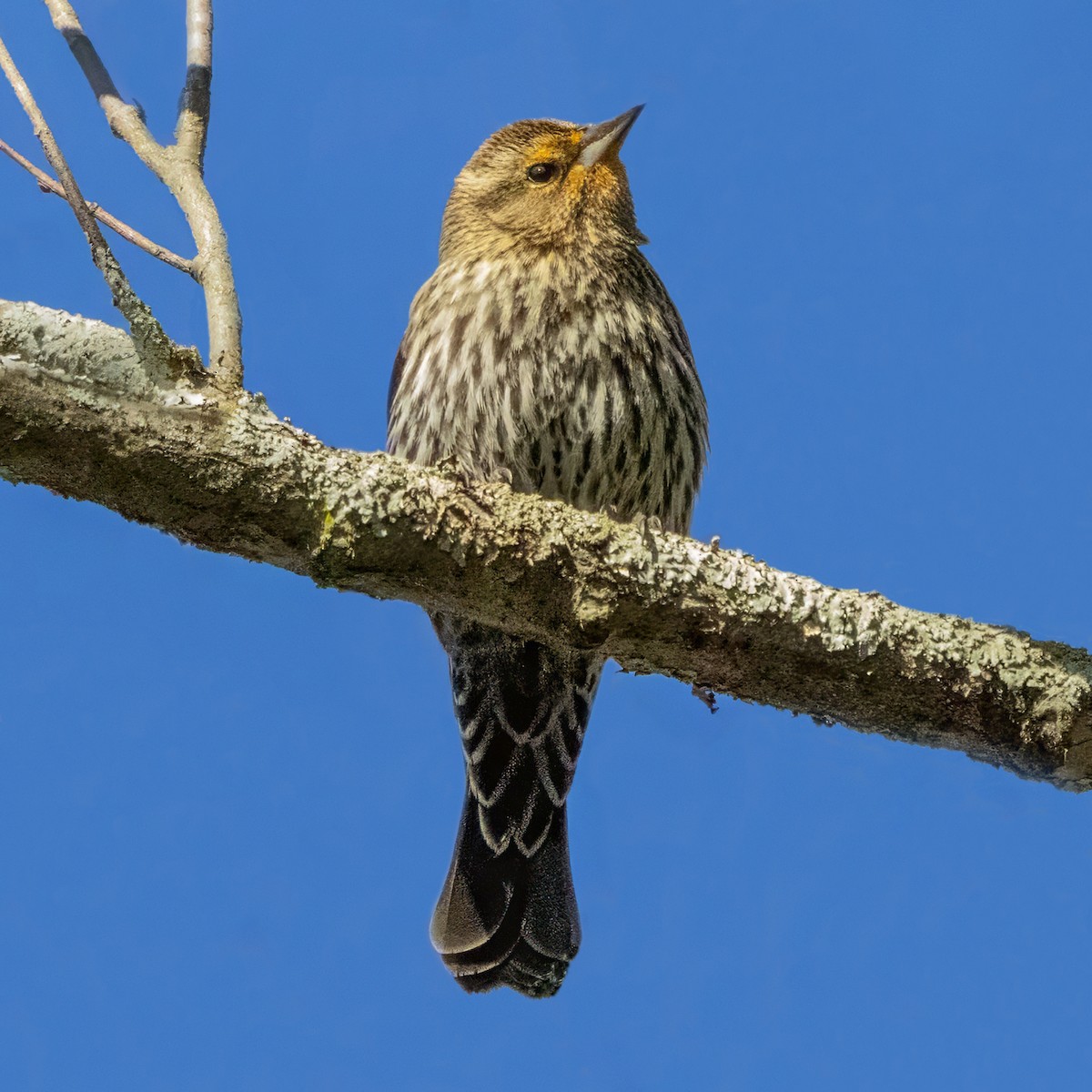 Red-winged Blackbird - ML646125439