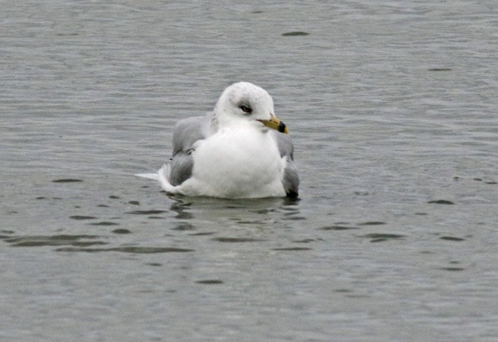 Ring-billed Gull - ML646125446