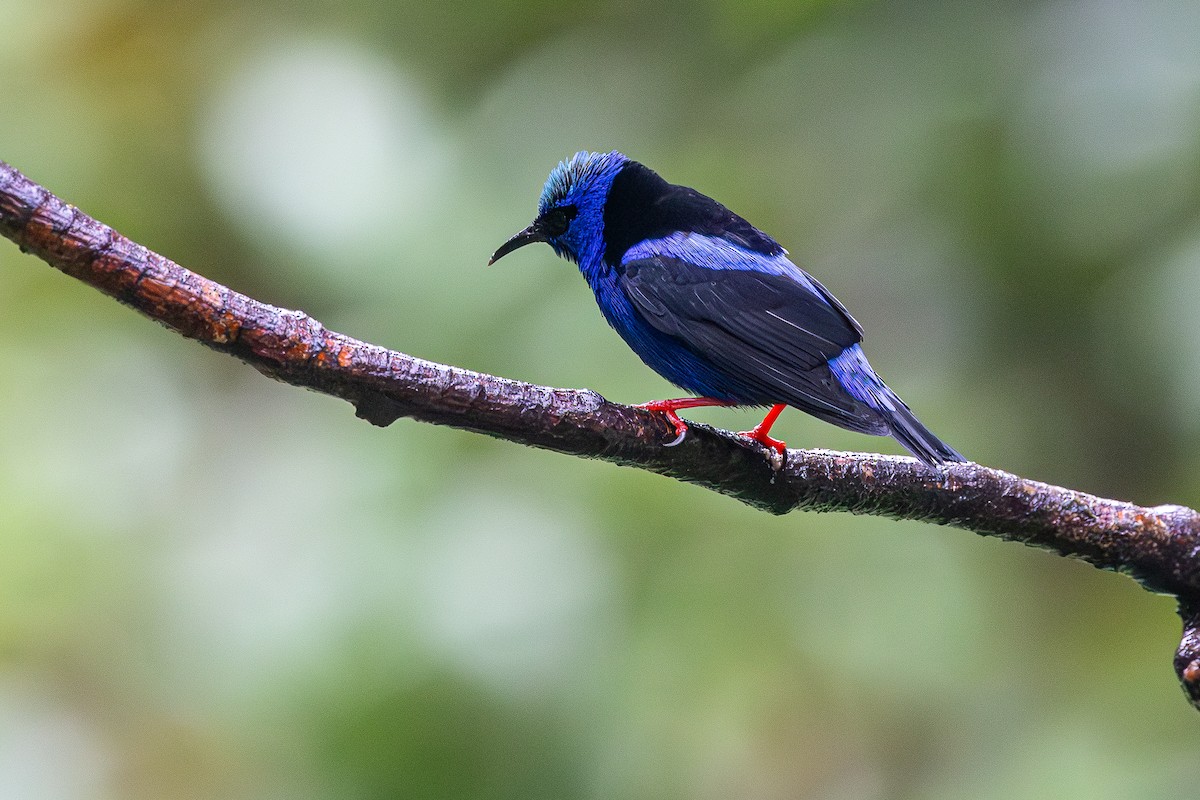 Red-legged Honeycreeper - ML646125458
