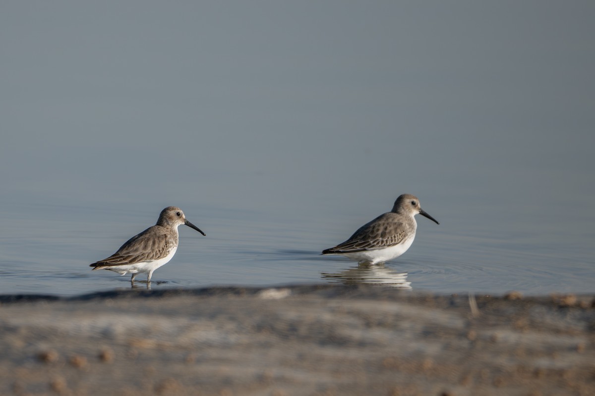 Alpenstrandläufer - ML646125475