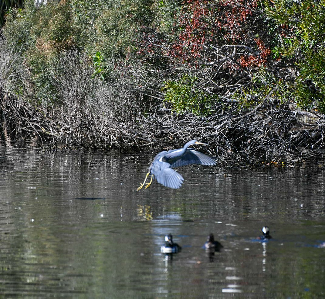 Tricolored Heron - ML646125483