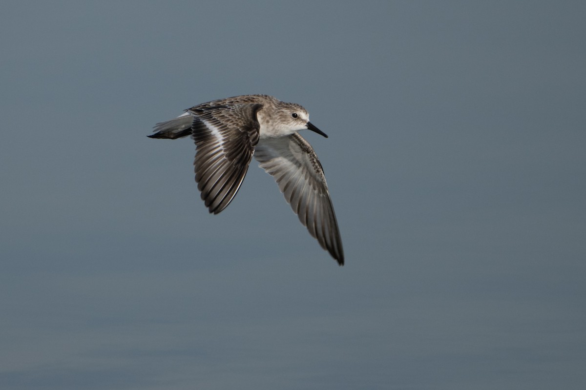 Little Stint - ML646125487