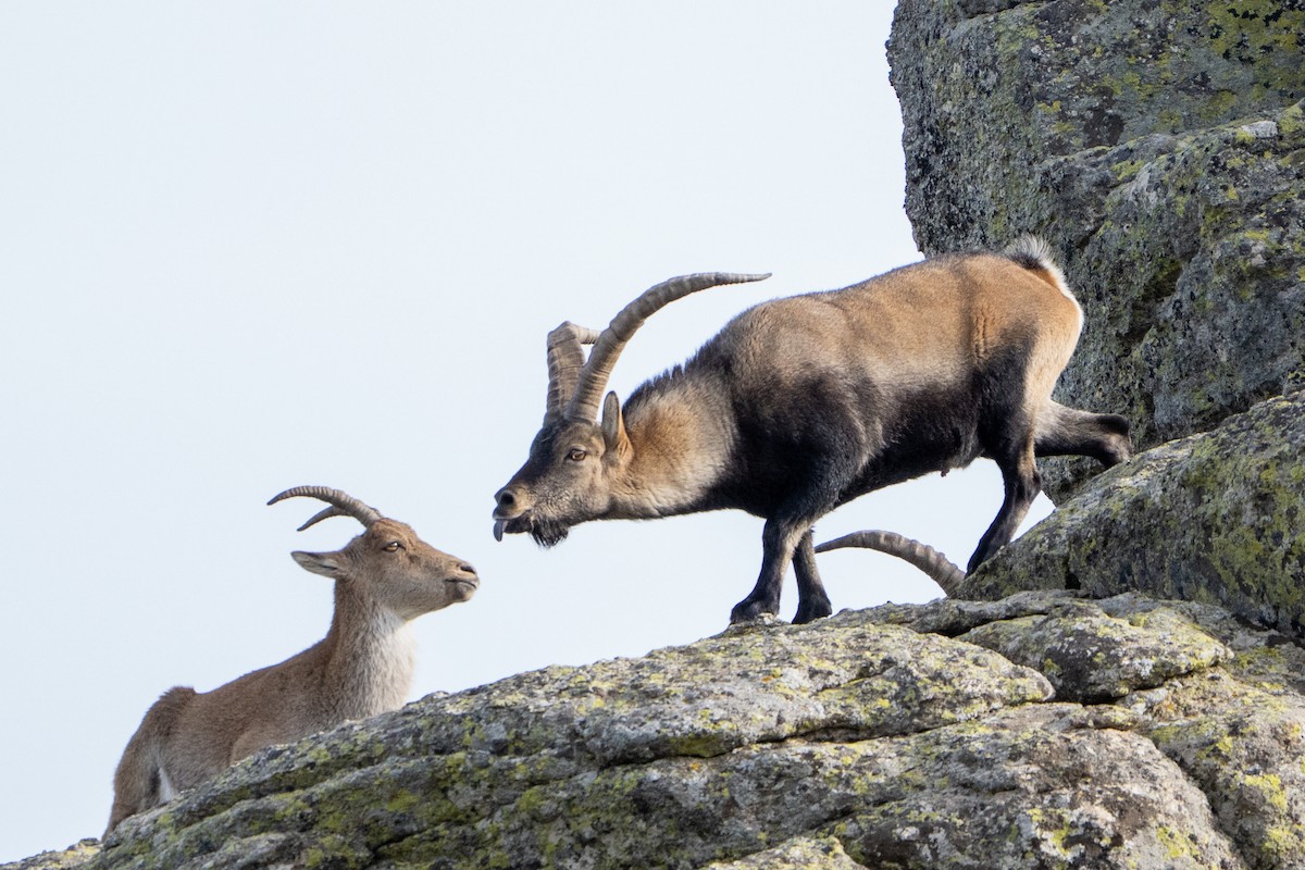 Iberian Ibex - ML646125489