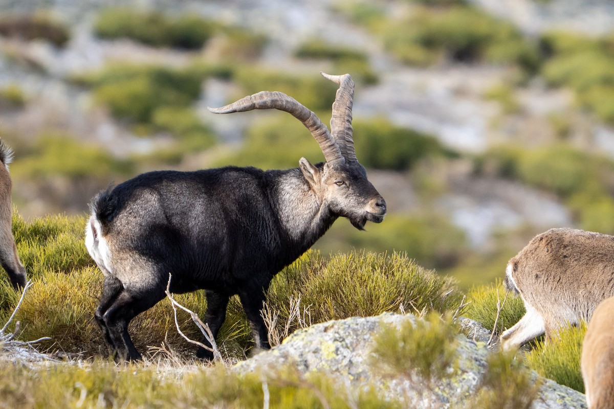 Iberian Ibex - ML646125490