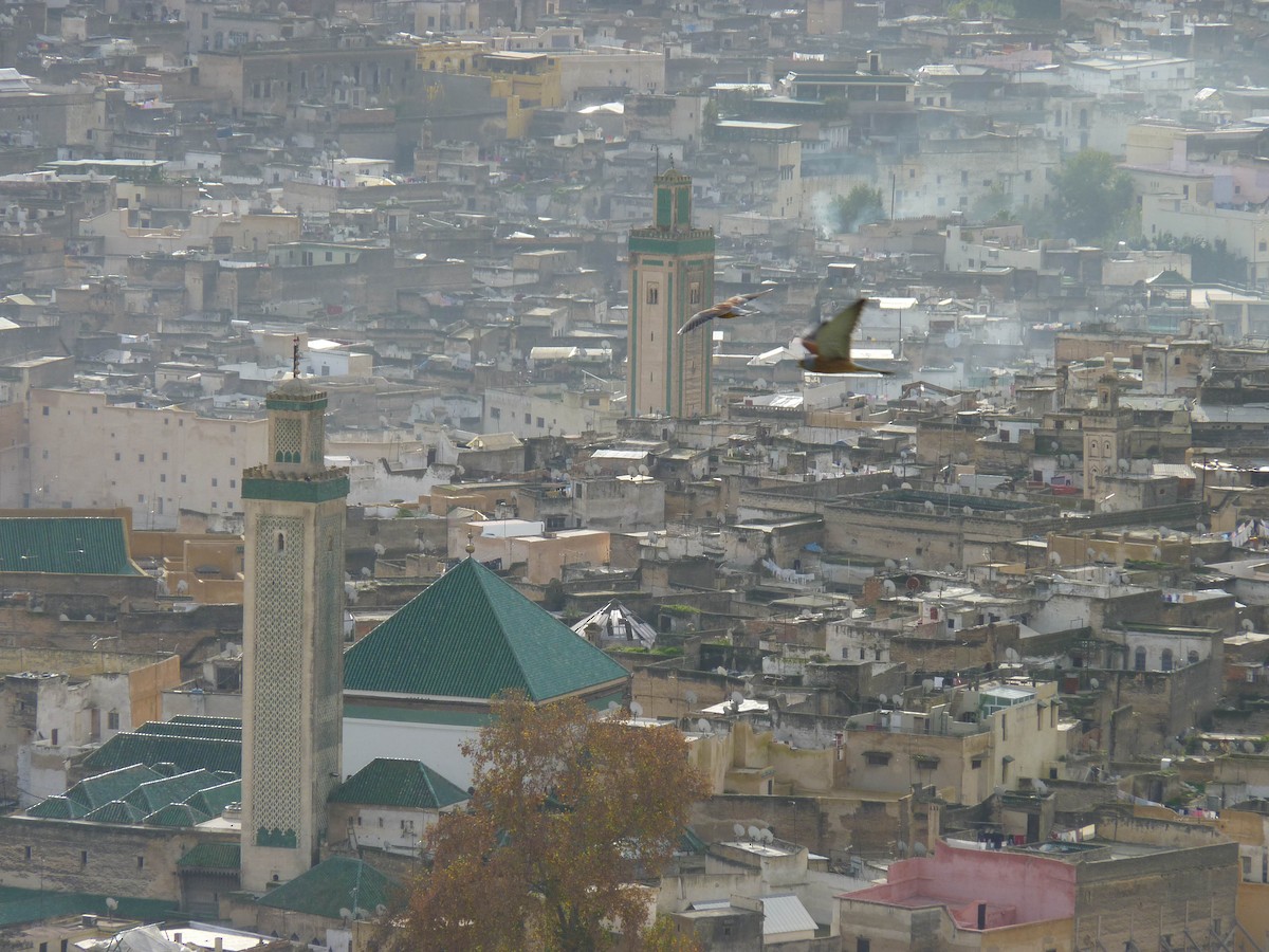 Grillaio - ML646125492