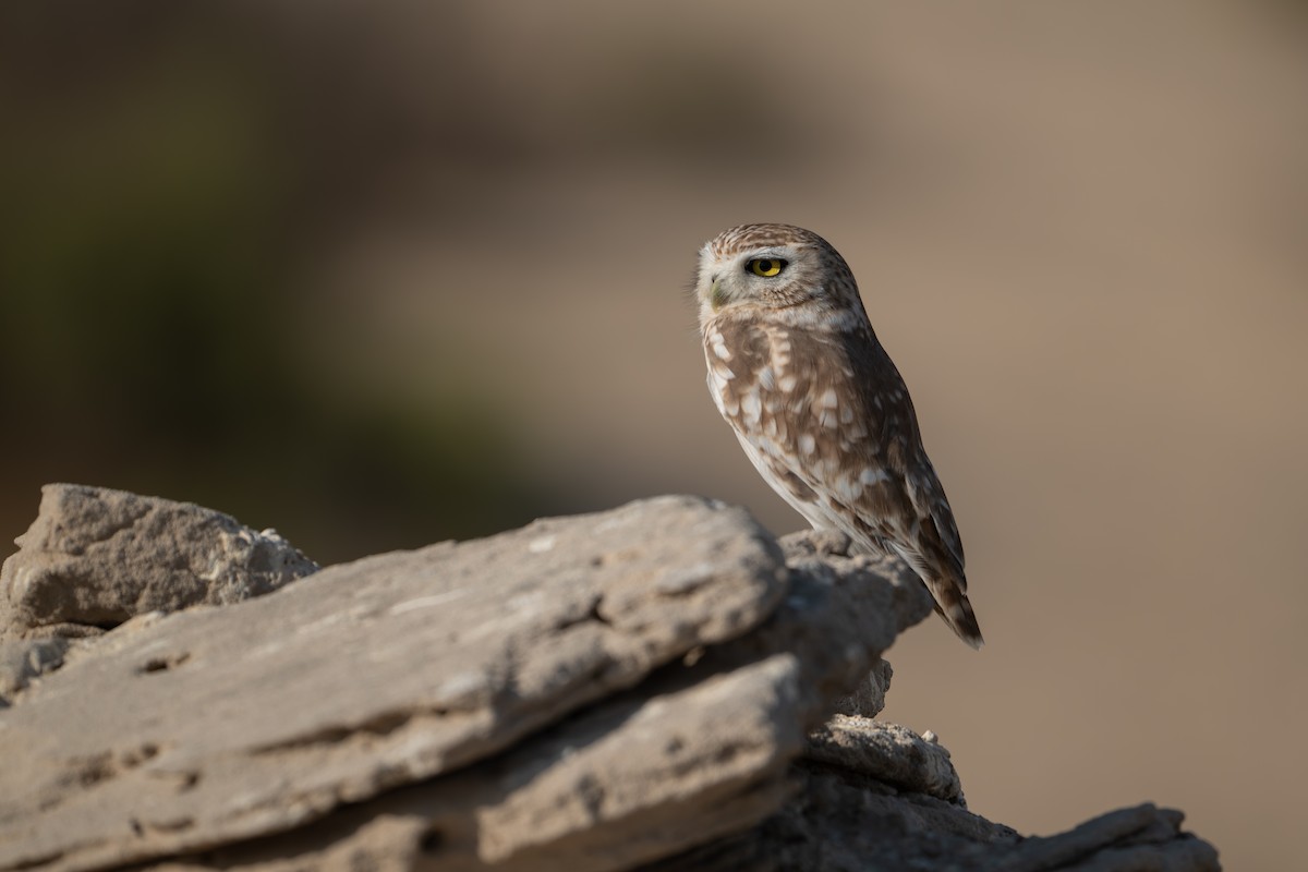 Steinkauz - ML646125496