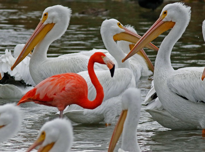 American Flamingo - ML646125499