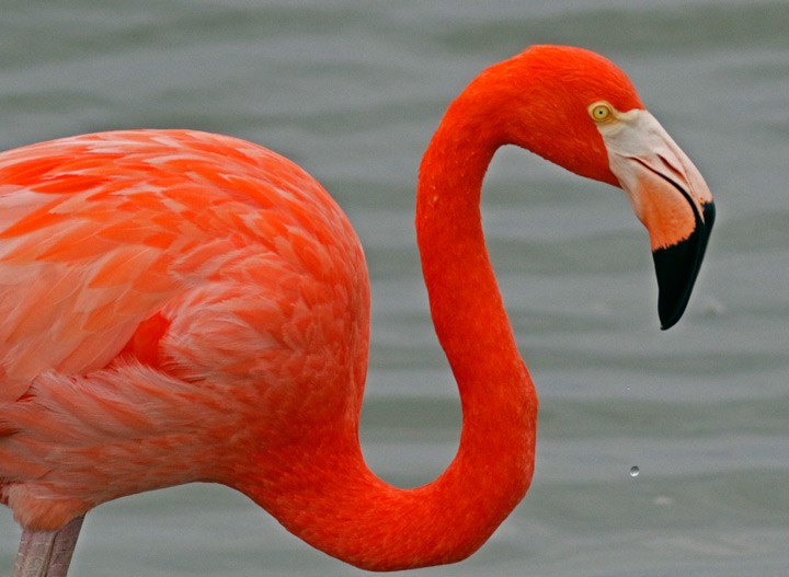 American Flamingo - ML646125500