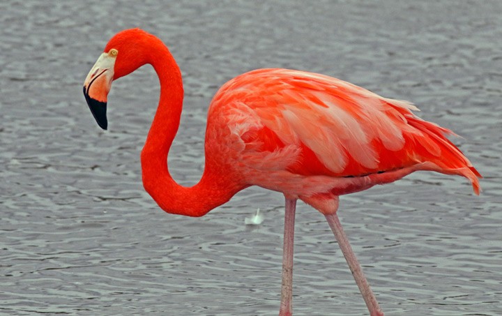 American Flamingo - ML646125501
