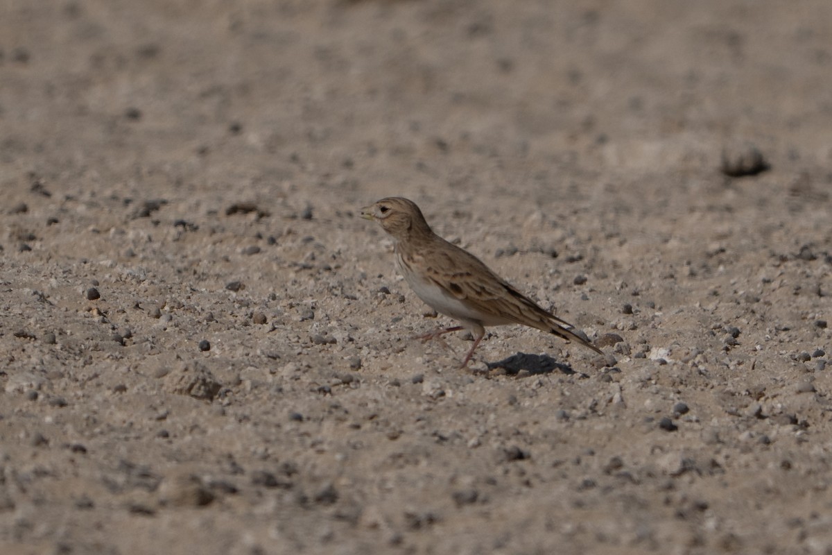 Turkestanlerche - ML646125512