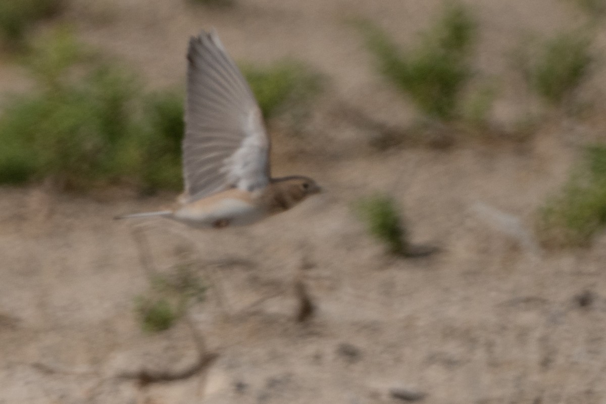 Turkestanlerche - ML646125513