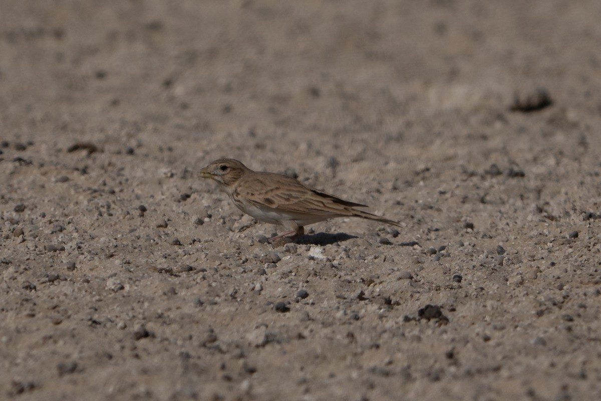 Turkestanlerche - ML646125514