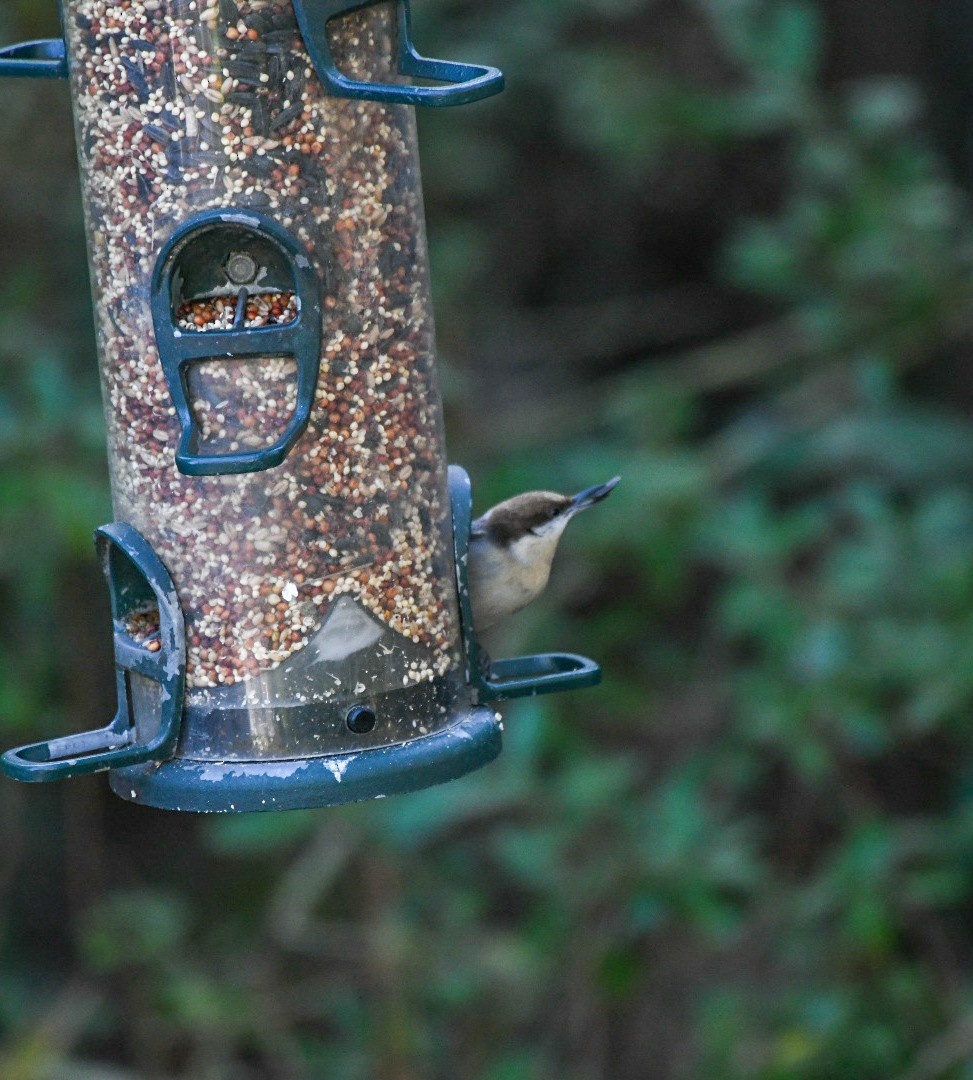 brhlík hnědohlavý - ML646125520