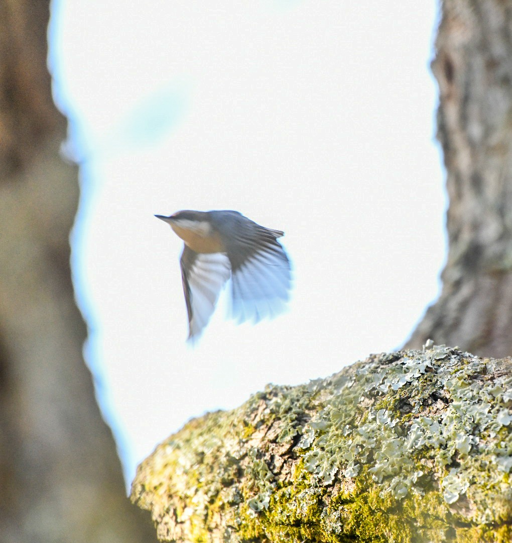 brhlík hnědohlavý - ML646125521