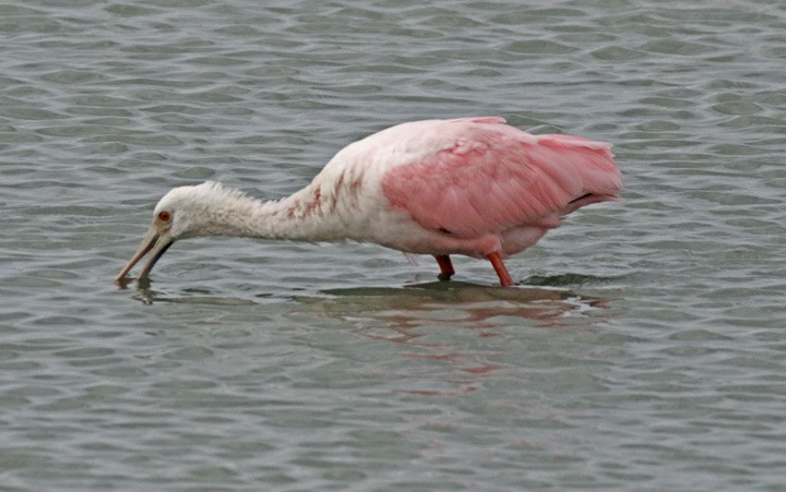 Roseate Spoonbill - ML646125532