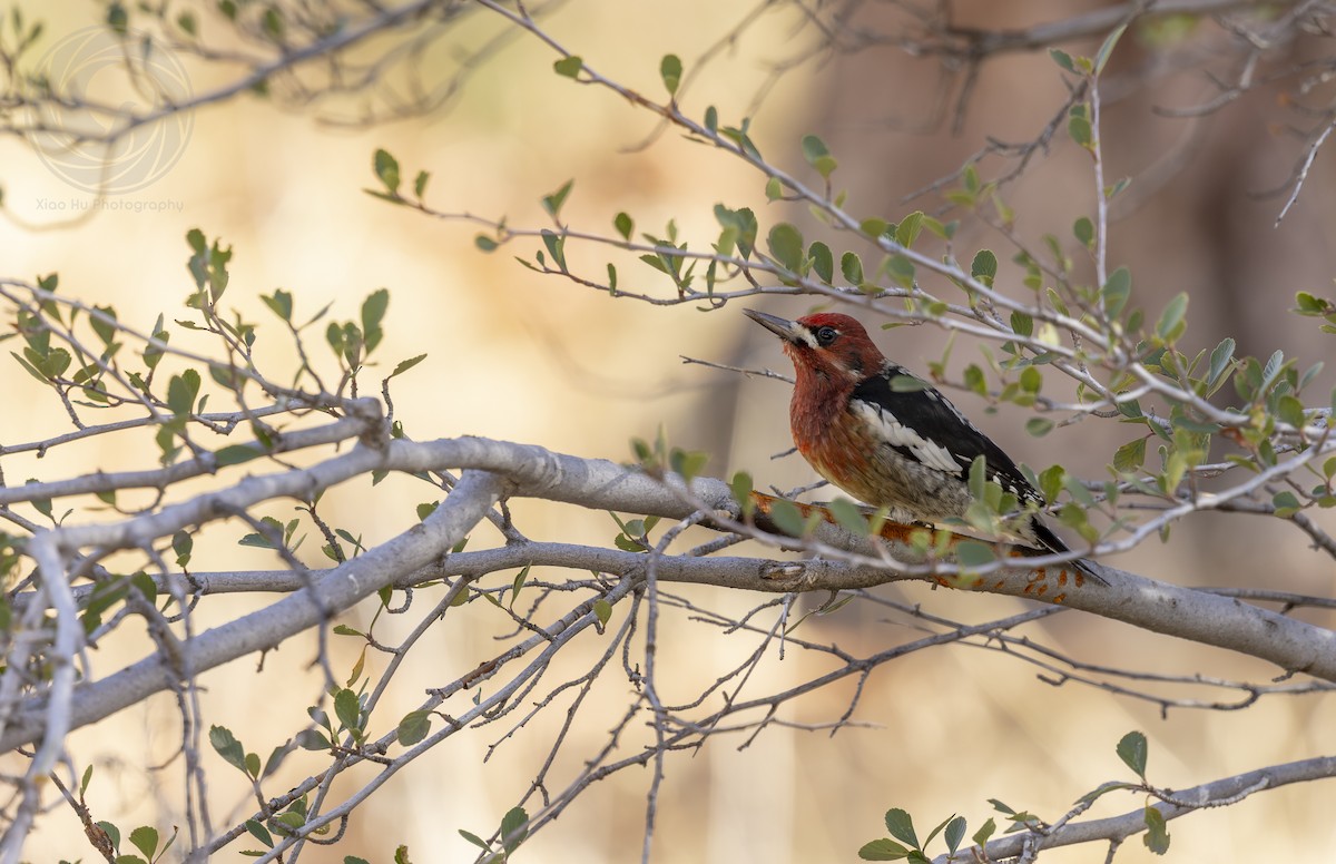 Red-breasted Sapsucker - ML646125533