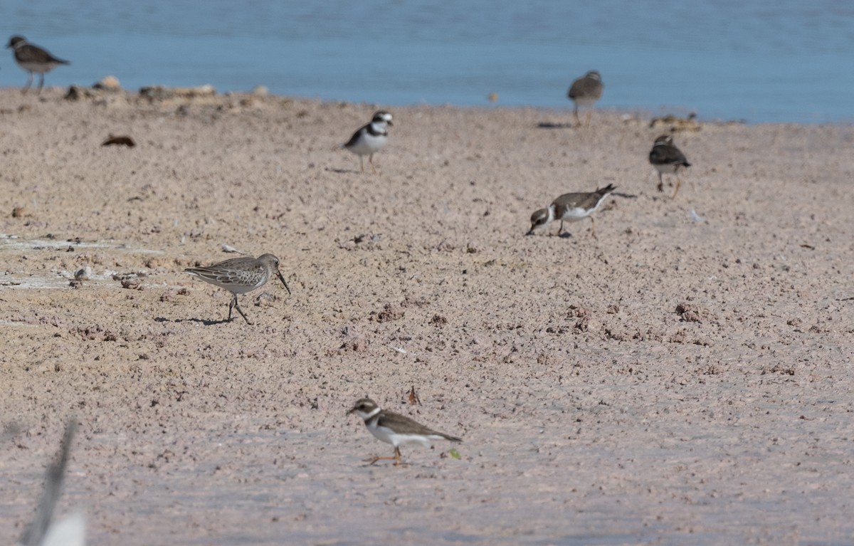 Хар элсэг - ML646125558