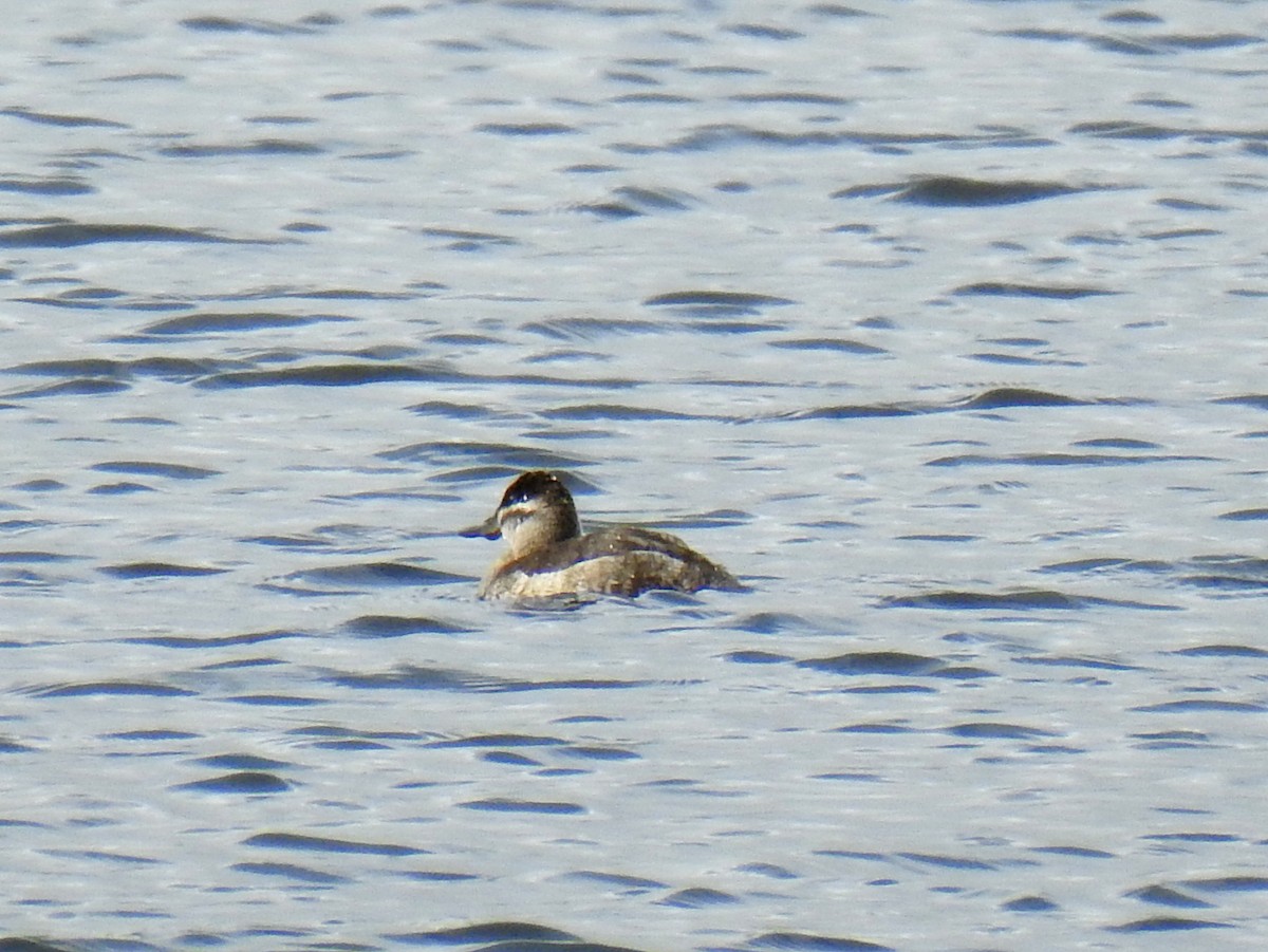 Ruddy Duck - ML646125559