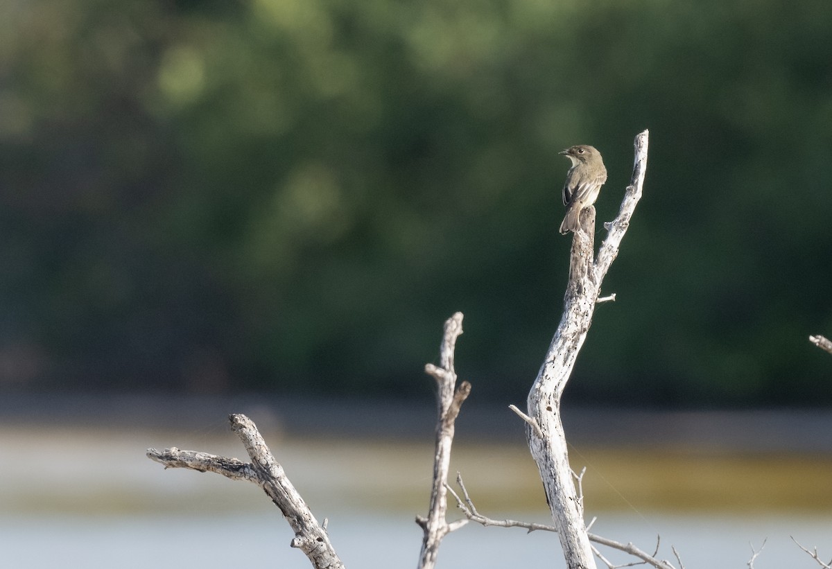 Eastern Phoebe - ML646125560