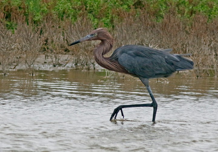 Reddish Egret - ML646125562