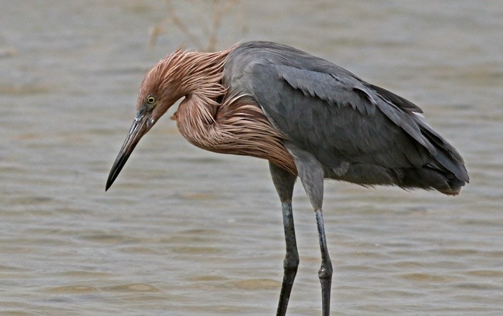 Reddish Egret - ML646125563