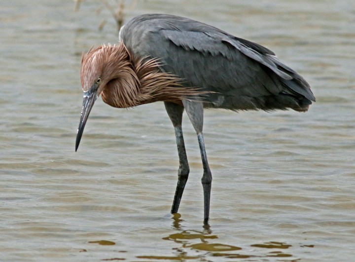 Reddish Egret - ML646125564