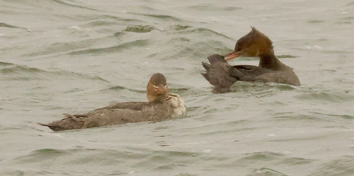 Red-breasted Merganser - ML646125571
