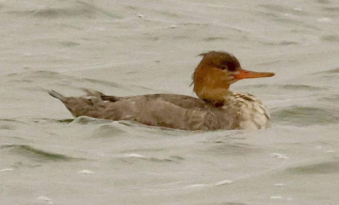Red-breasted Merganser - ML646125572