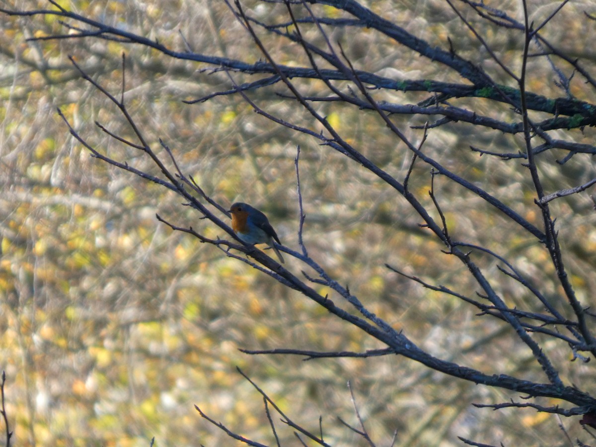 červenka obecná - ML646125576