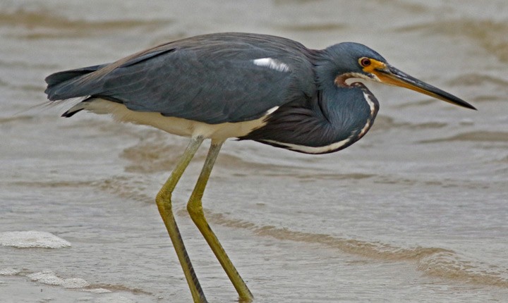 Tricolored Heron - ML646125579
