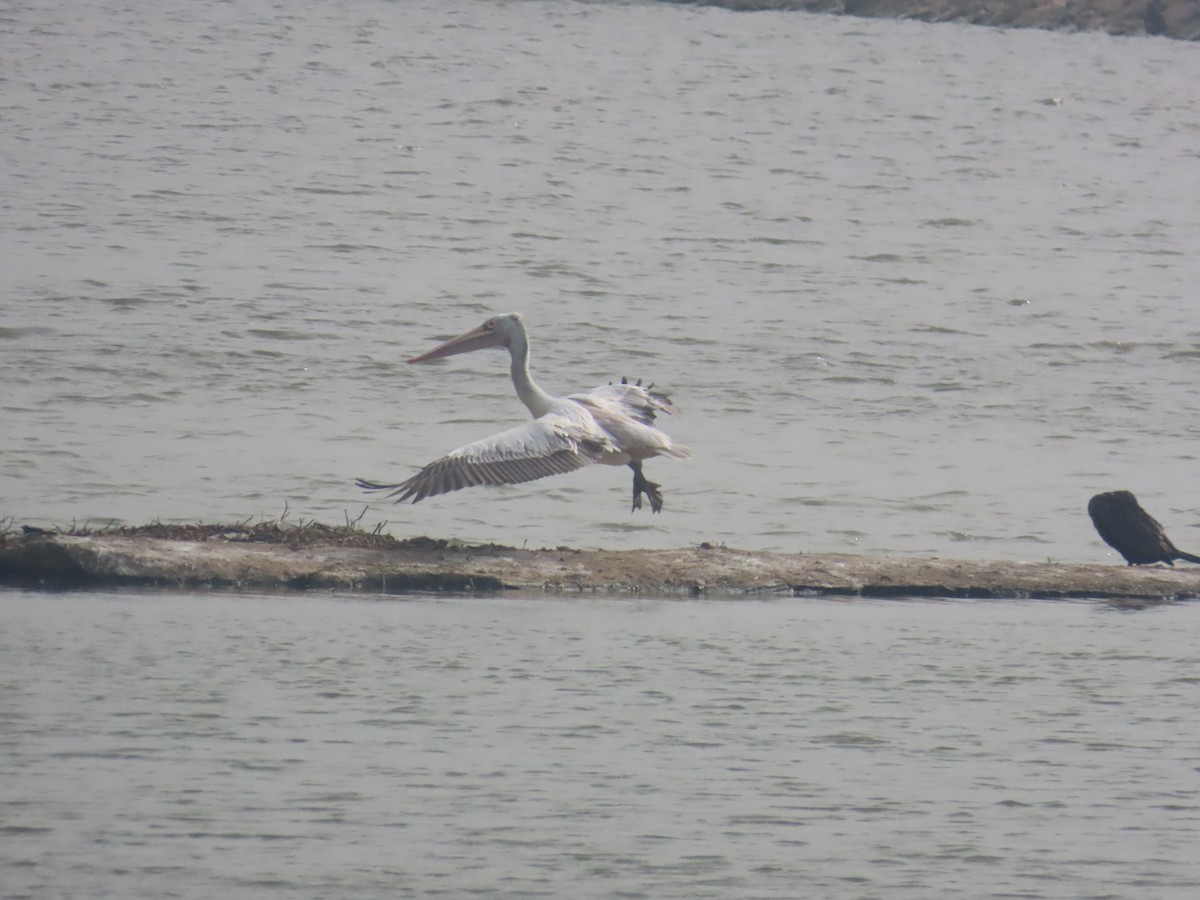 Spot-billed Pelican - ML646125595