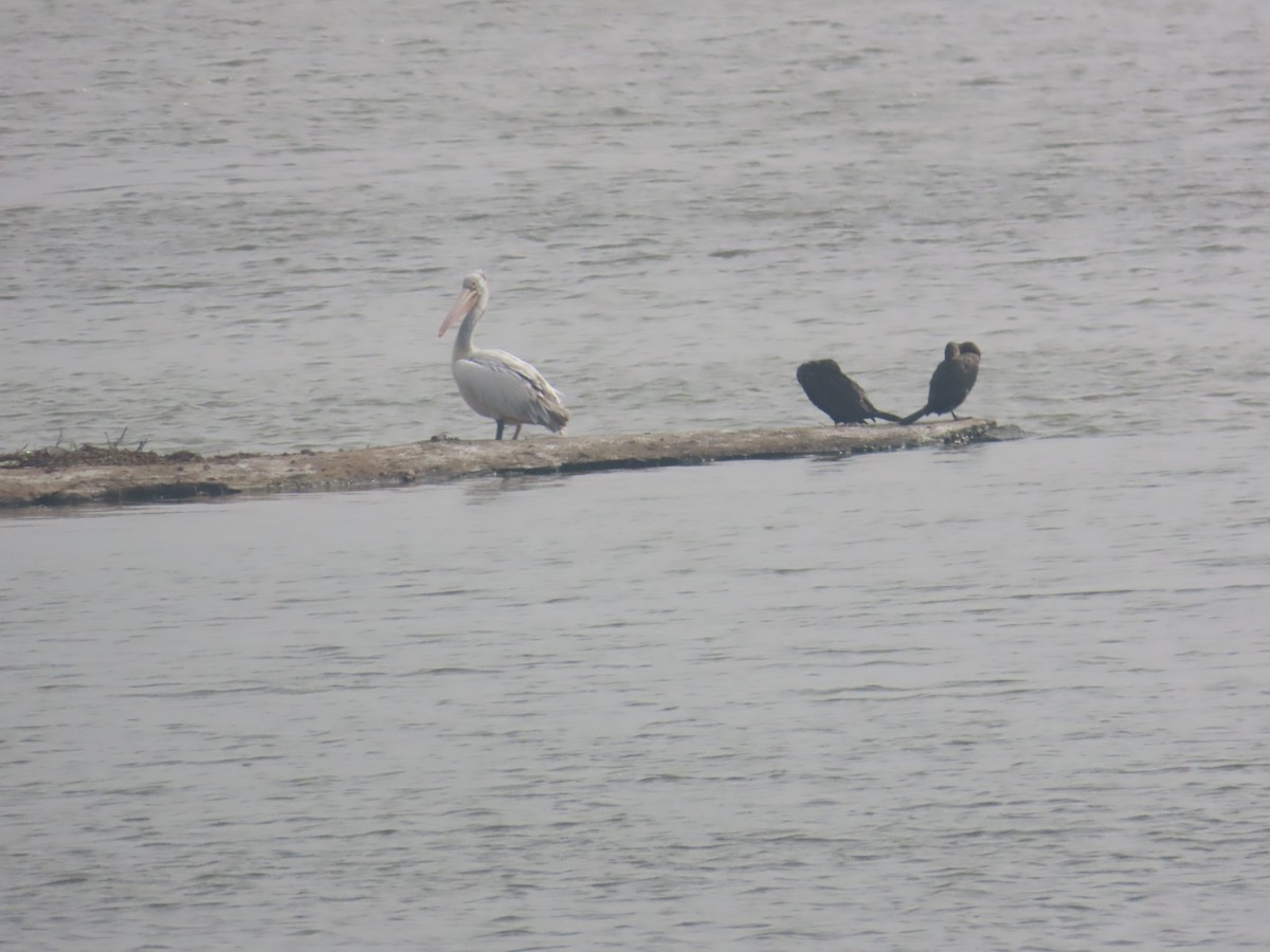 Spot-billed Pelican - ML646125596