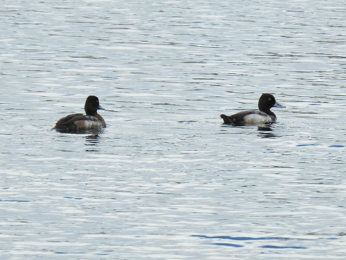 Lesser Scaup - ML646125597