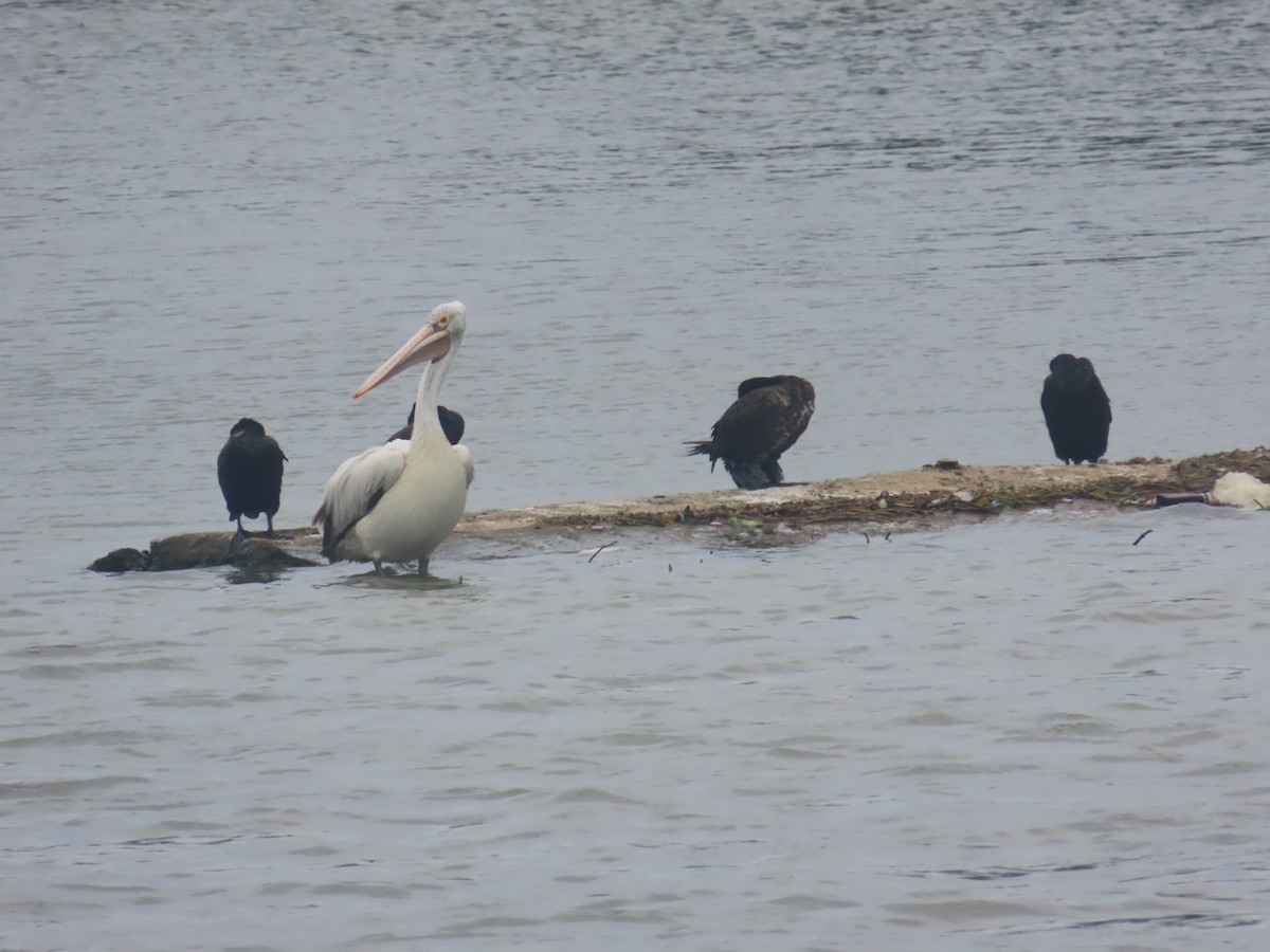 Spot-billed Pelican - ML646125598
