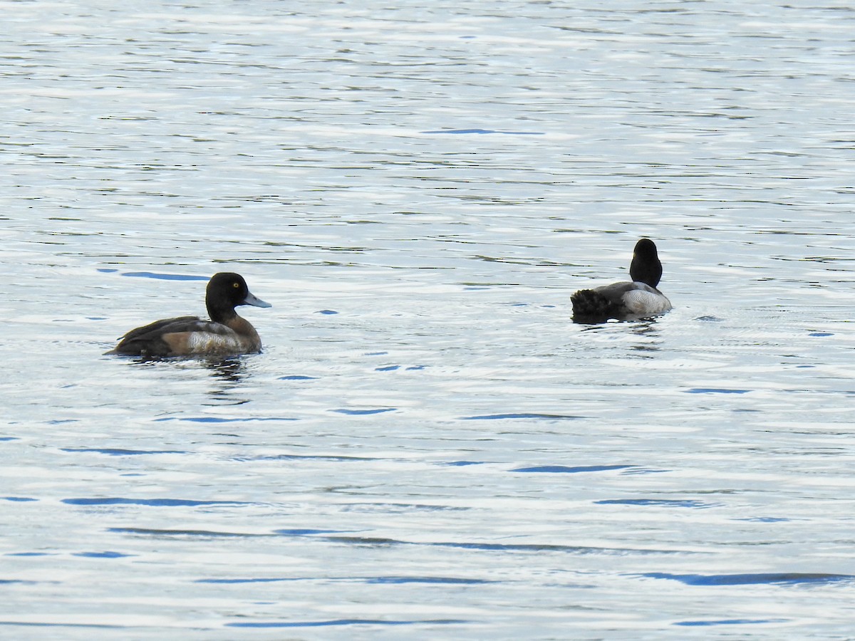 Lesser Scaup - ML646125599