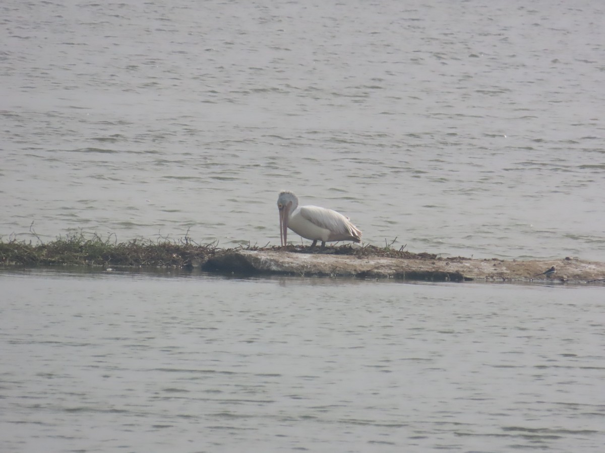 Spot-billed Pelican - ML646125600