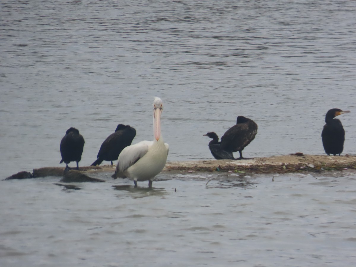 Spot-billed Pelican - ML646125601