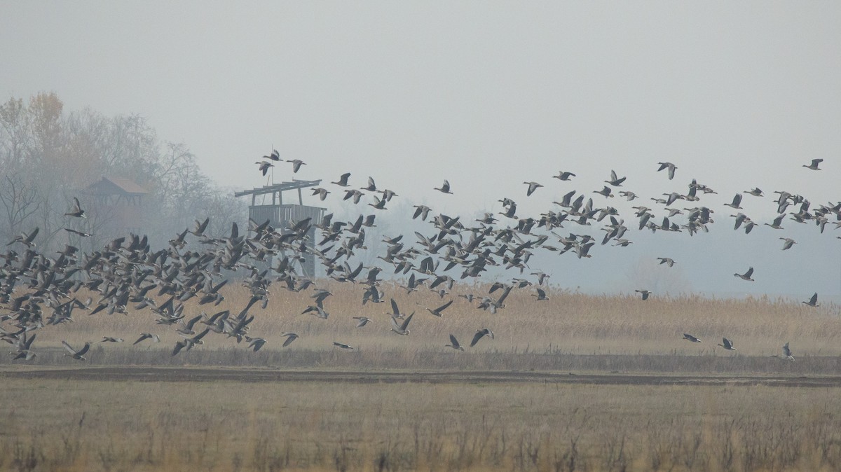 Greater White-fronted Goose - ML646125604