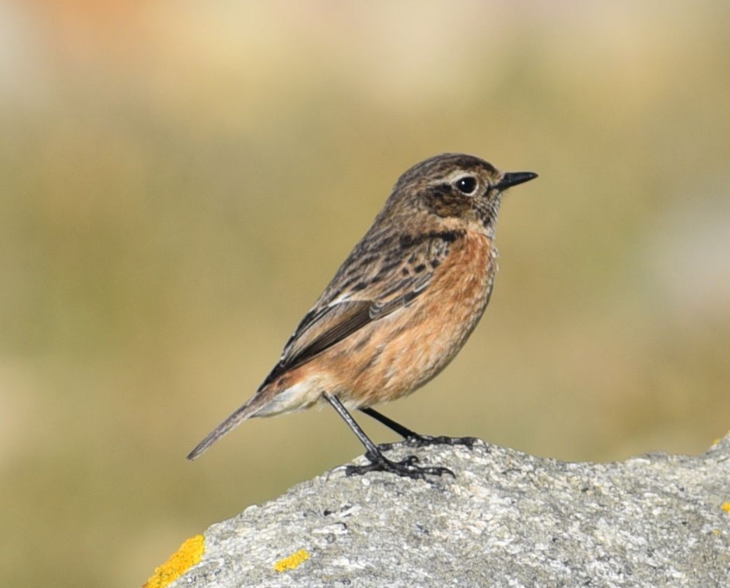 bramborníček černohlavý - ML646125606