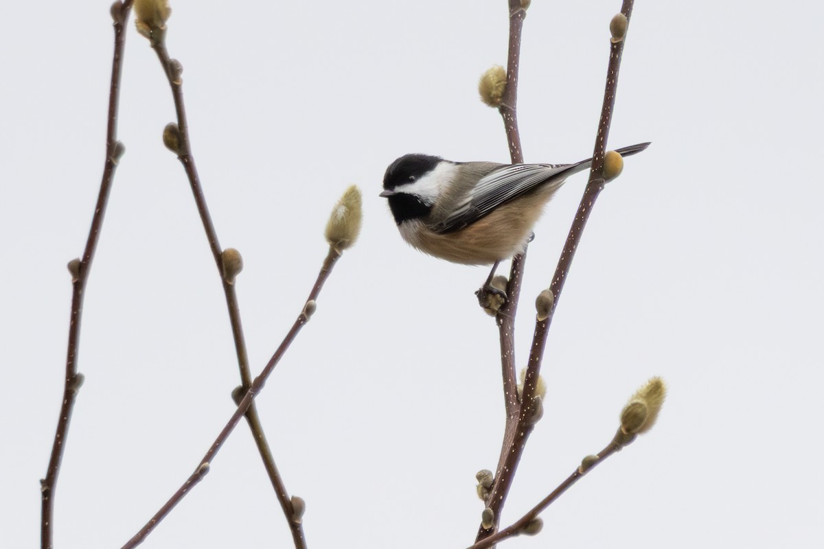 Black-capped Chickadee - ML646125628