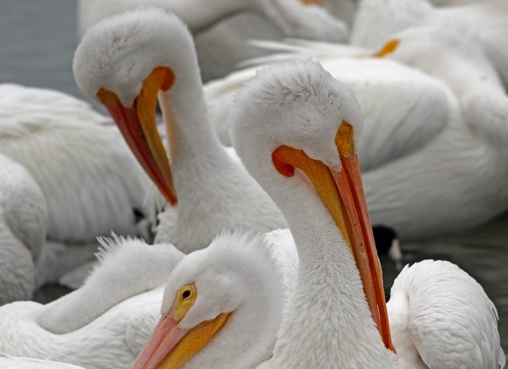 American White Pelican - ML646125629