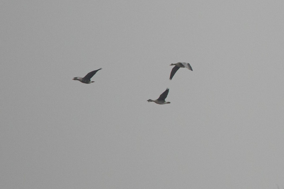 Tundra Bean-Goose - ML646125633