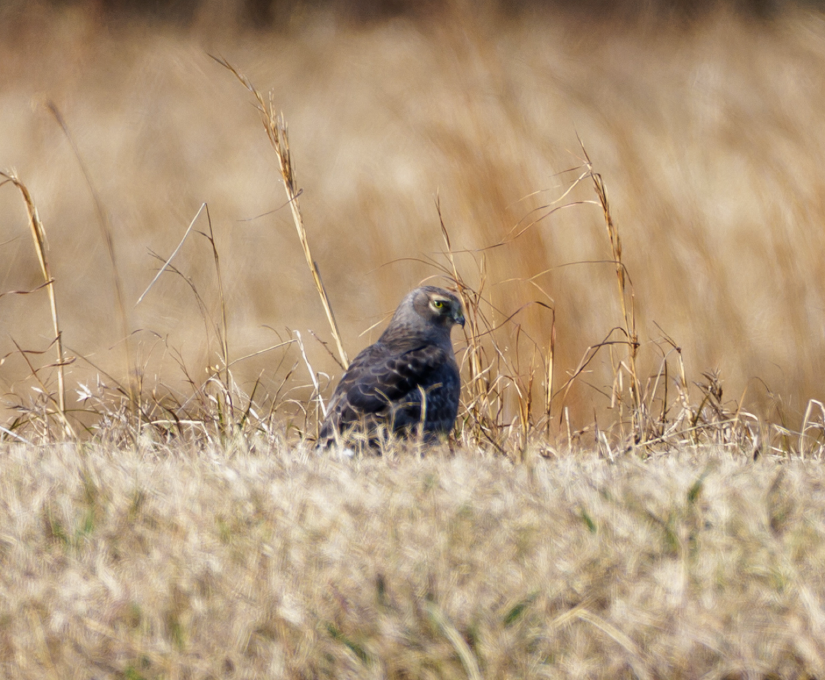 moták severoamerický - ML646125640