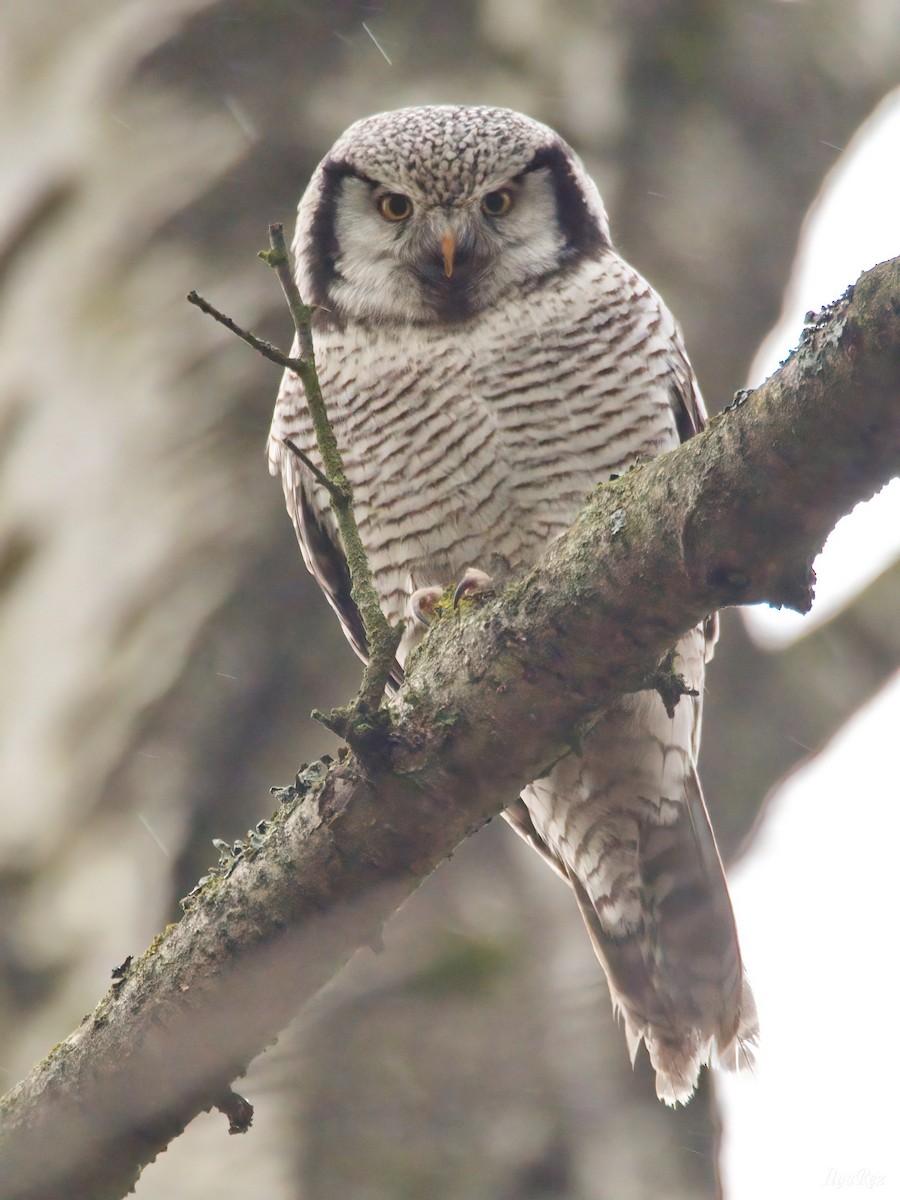 Northern Hawk Owl - ML646125644