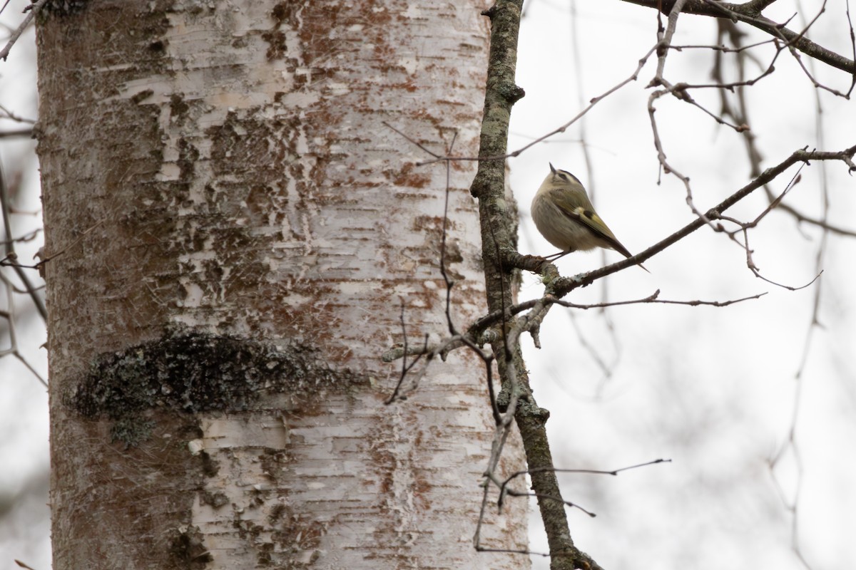 Golden-crowned Kinglet - ML646125646