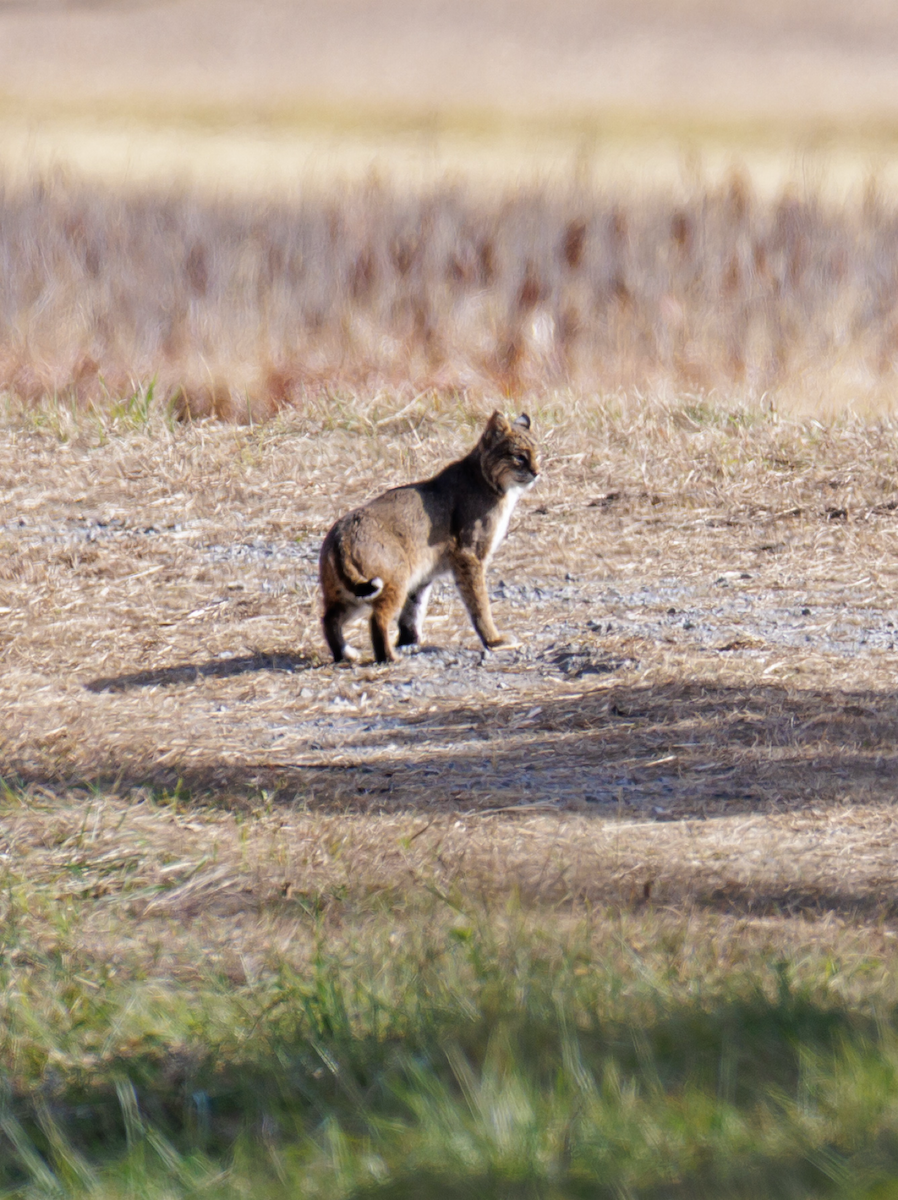 Bobcat - ML646125648