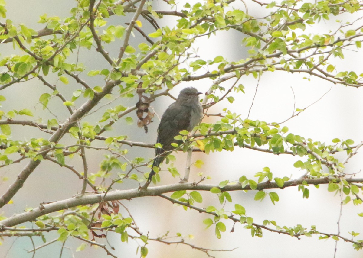 Gray-bellied Cuckoo - ML646125651
