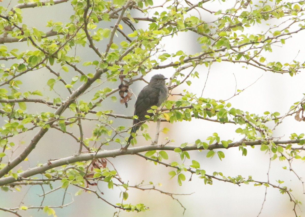 Gray-bellied Cuckoo - ML646125652