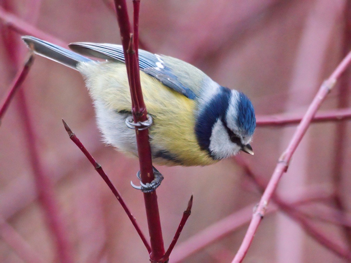 Eurasian Blue Tit - ML646125655