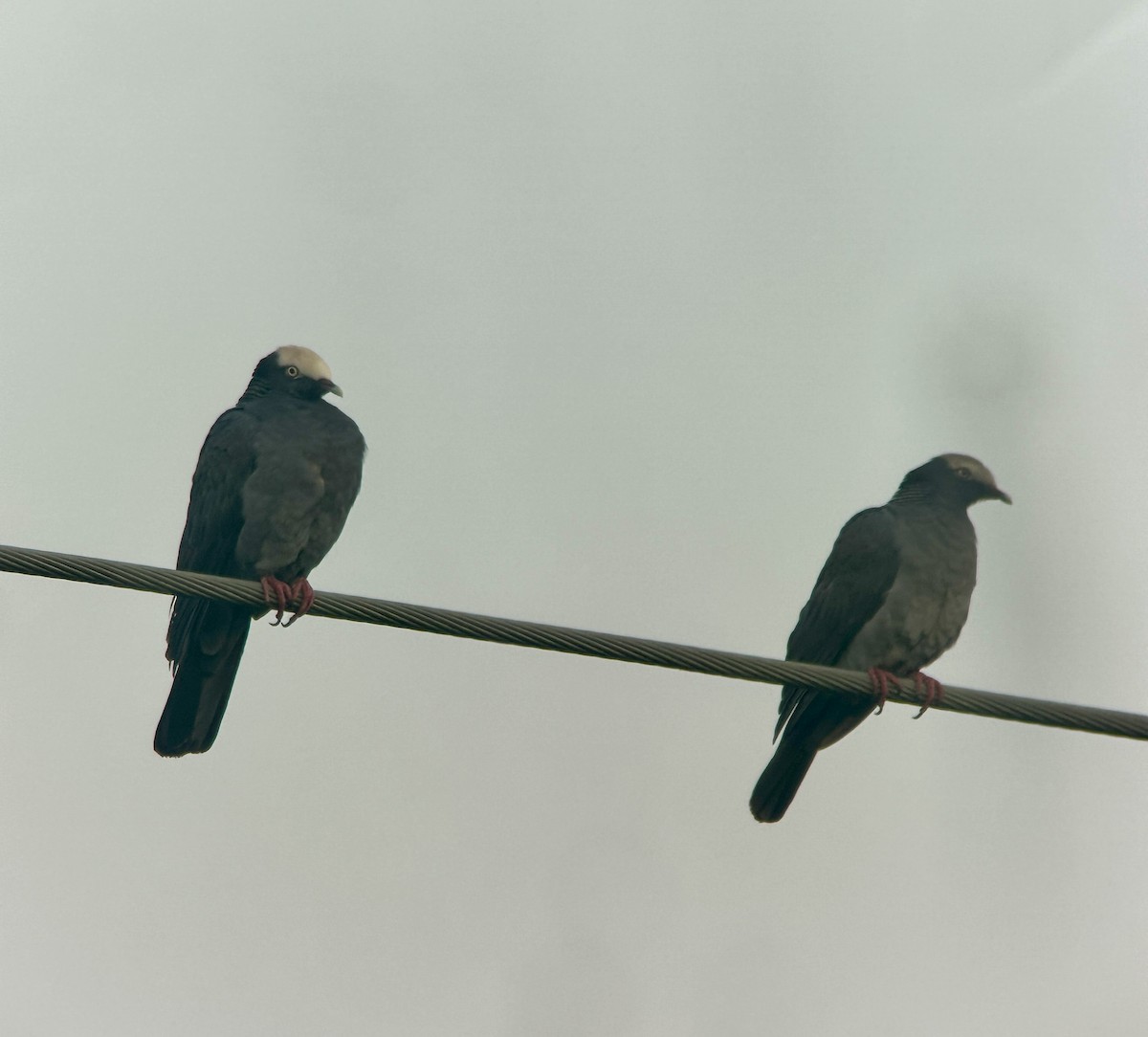 holub antilský - ML646125656